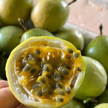 钦蜜九号黄金百香果