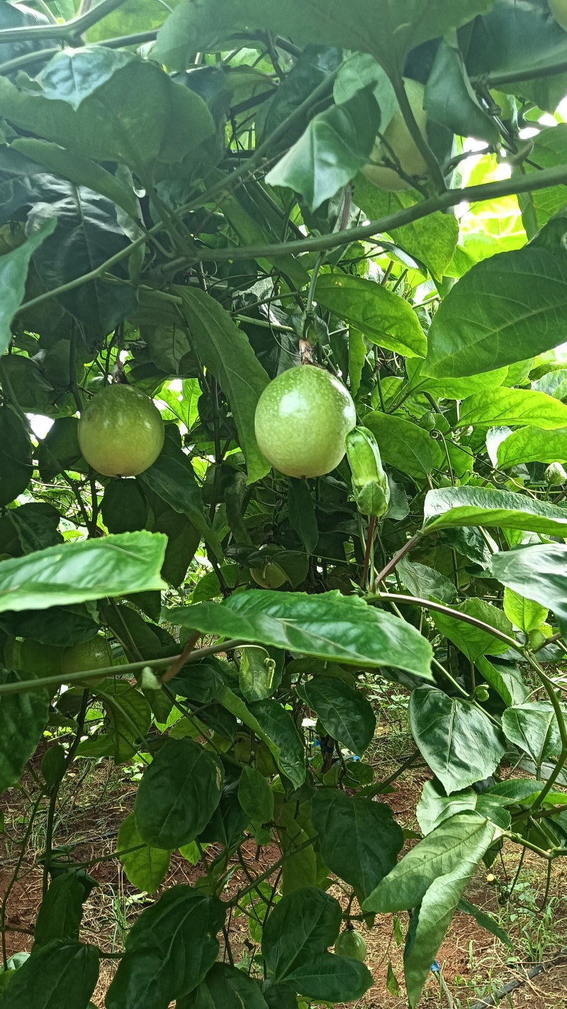 广东省湛江市硇洲岛百香果