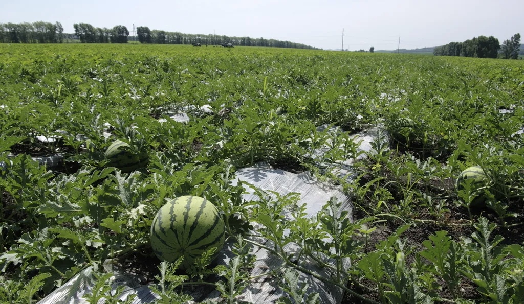 西瓜田里成熟的绿皮红瓤西瓜