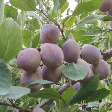 新疆法兰西，西梅来了，