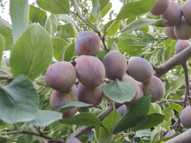 新疆法兰西，西梅来了，