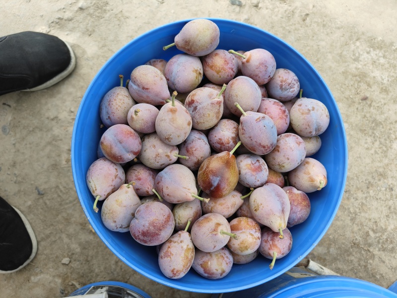 新疆法兰西，西梅来了，