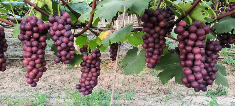常州夏黑大量出货，按趟剪，大小通采
