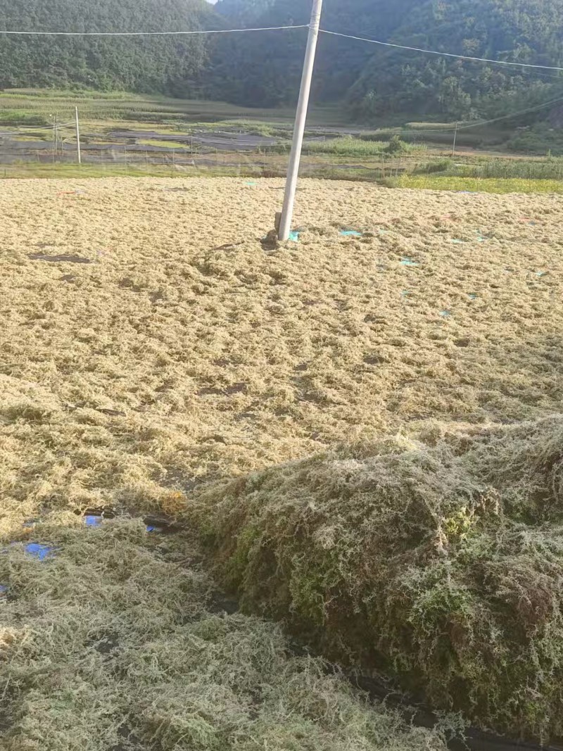 水苔