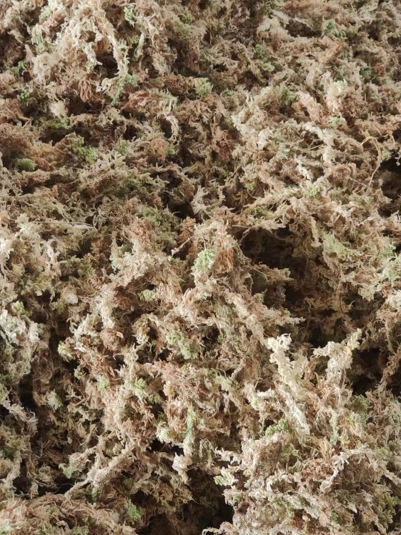 水苔