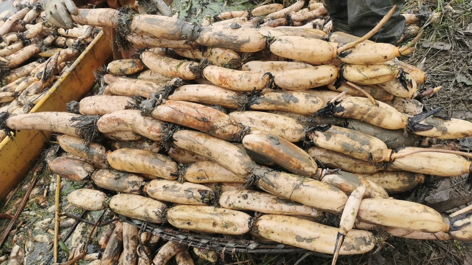 湖北洪湖红花白藕采收现场