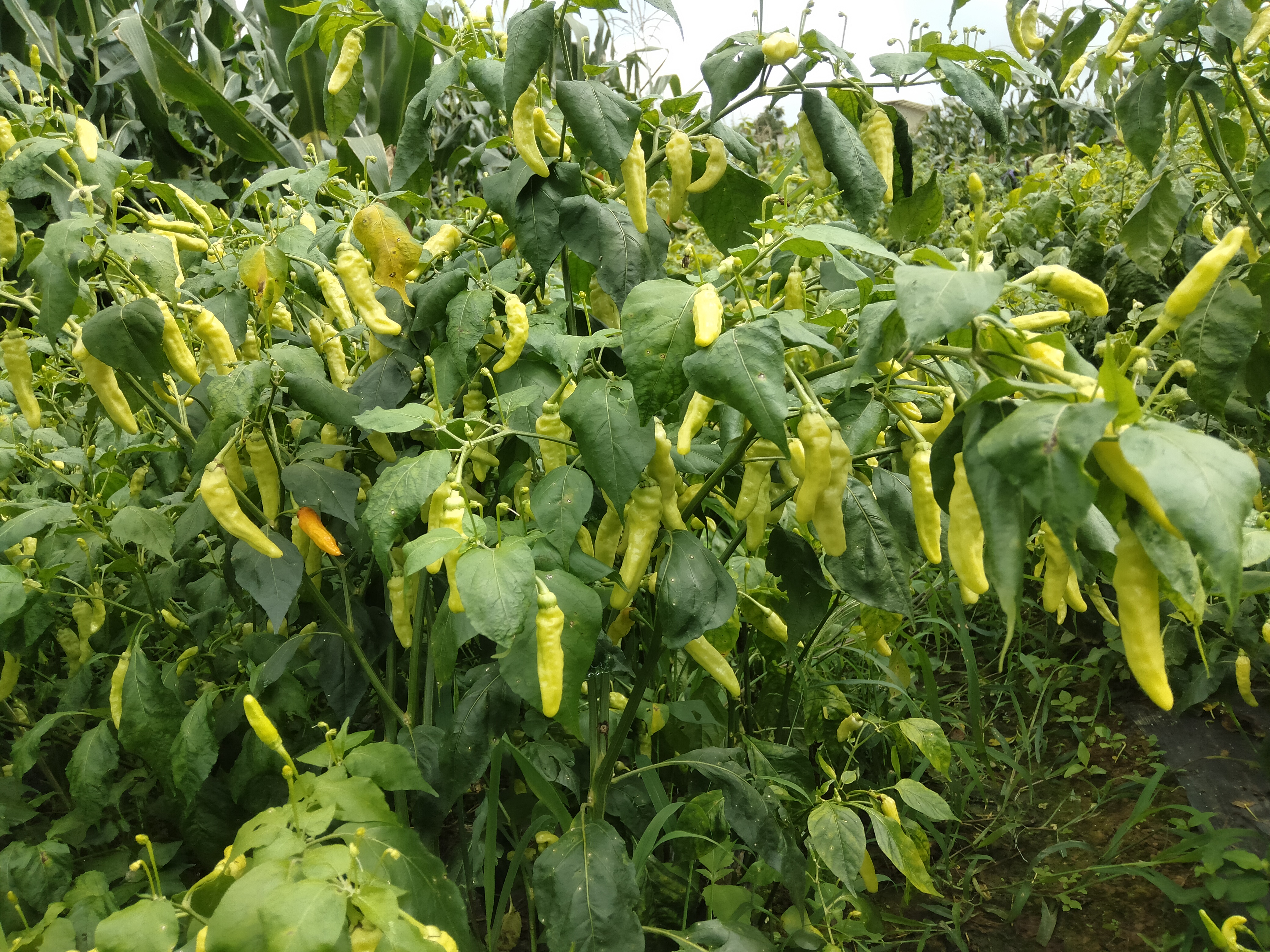 小米椒种植基地