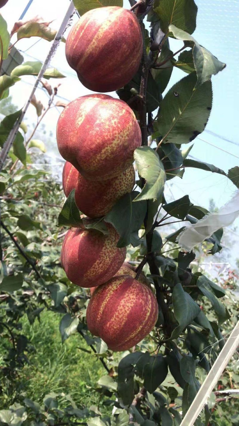 山东早酥红梨