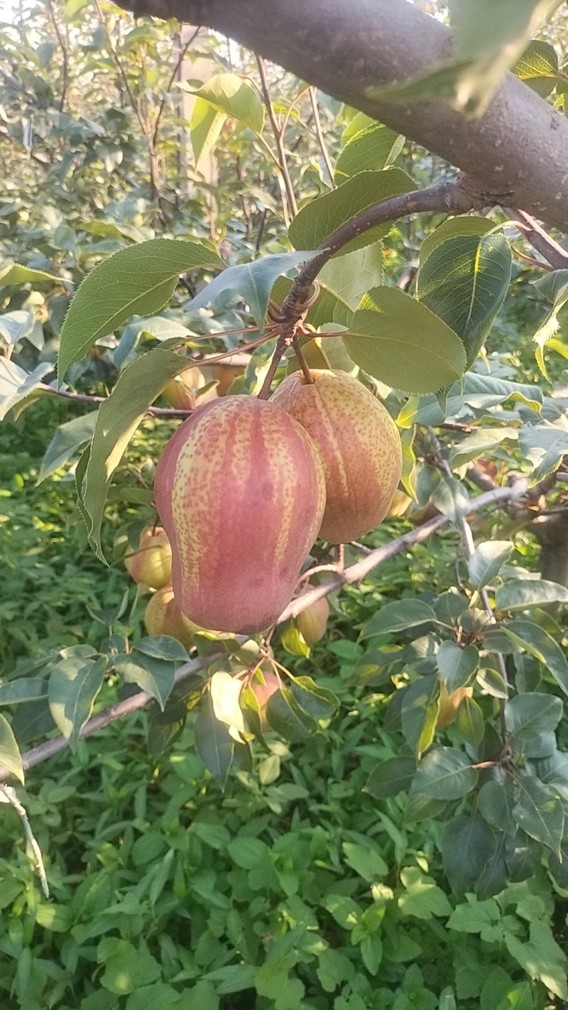 山东早酥红梨