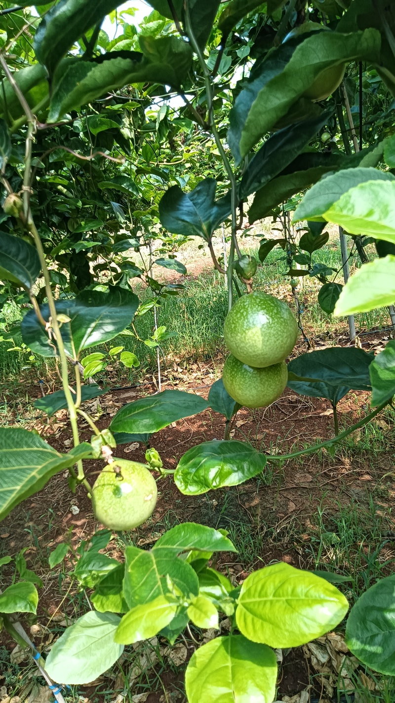 广东省湛江市硇洲岛百香果