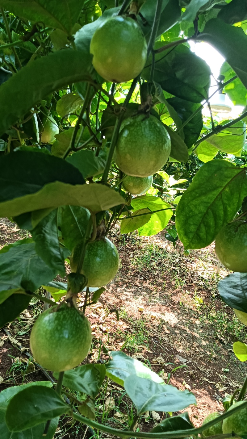 广东省湛江市硇洲岛百香果
