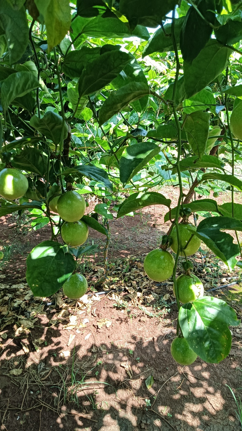 广东省湛江市硇洲岛百香果