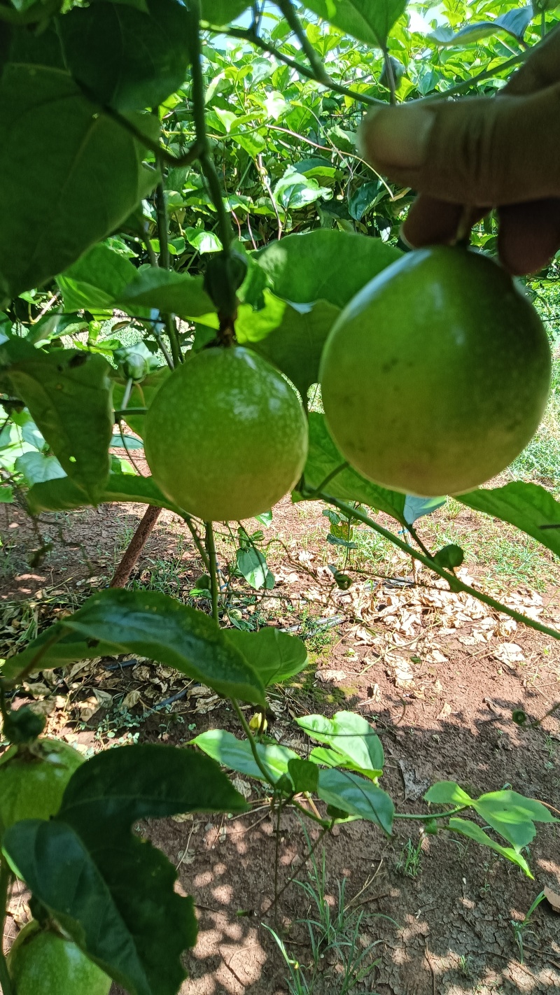 广东省湛江市硇洲岛百香果