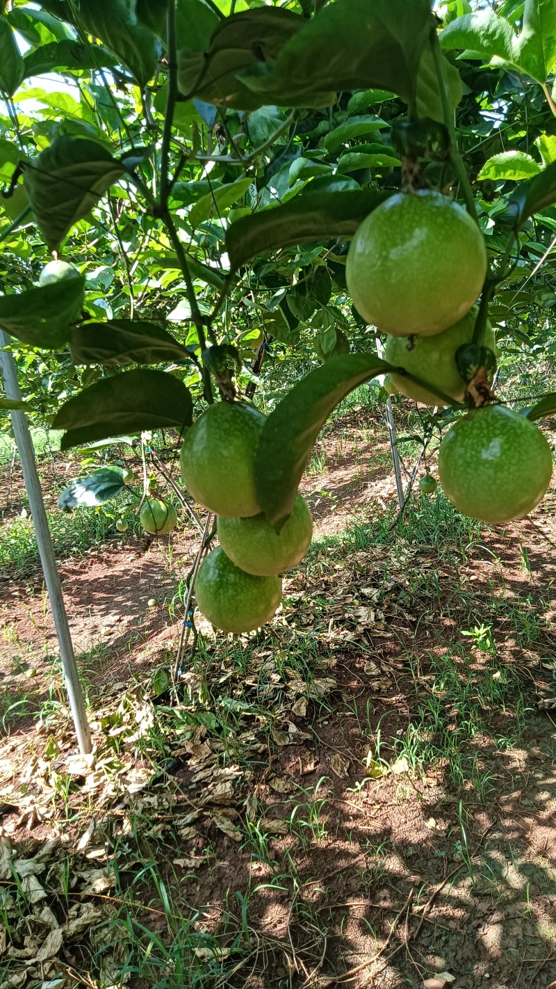 广东省湛江市硇洲岛百香果
