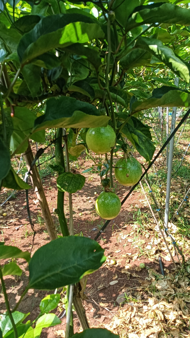 广东省湛江市硇洲岛百香果