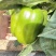 菜椒新鲜多汁可口商用