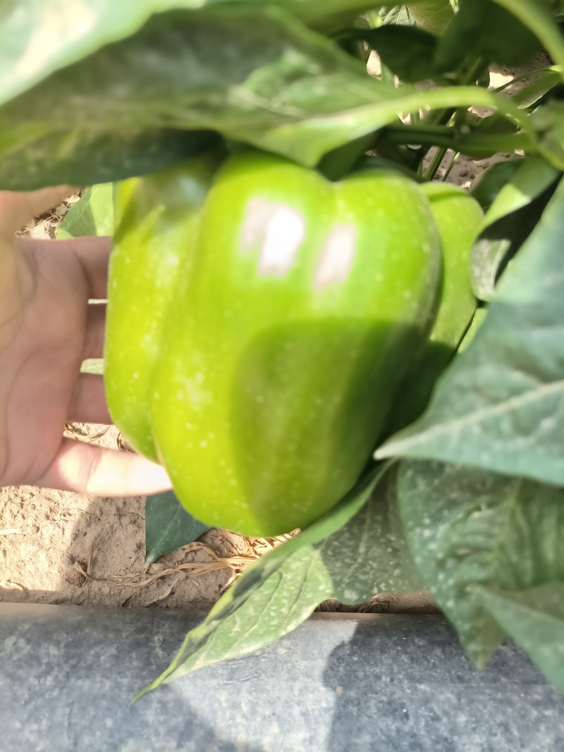 菜椒新鲜多汁可口商用