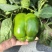 菜椒新鲜多汁可口商用