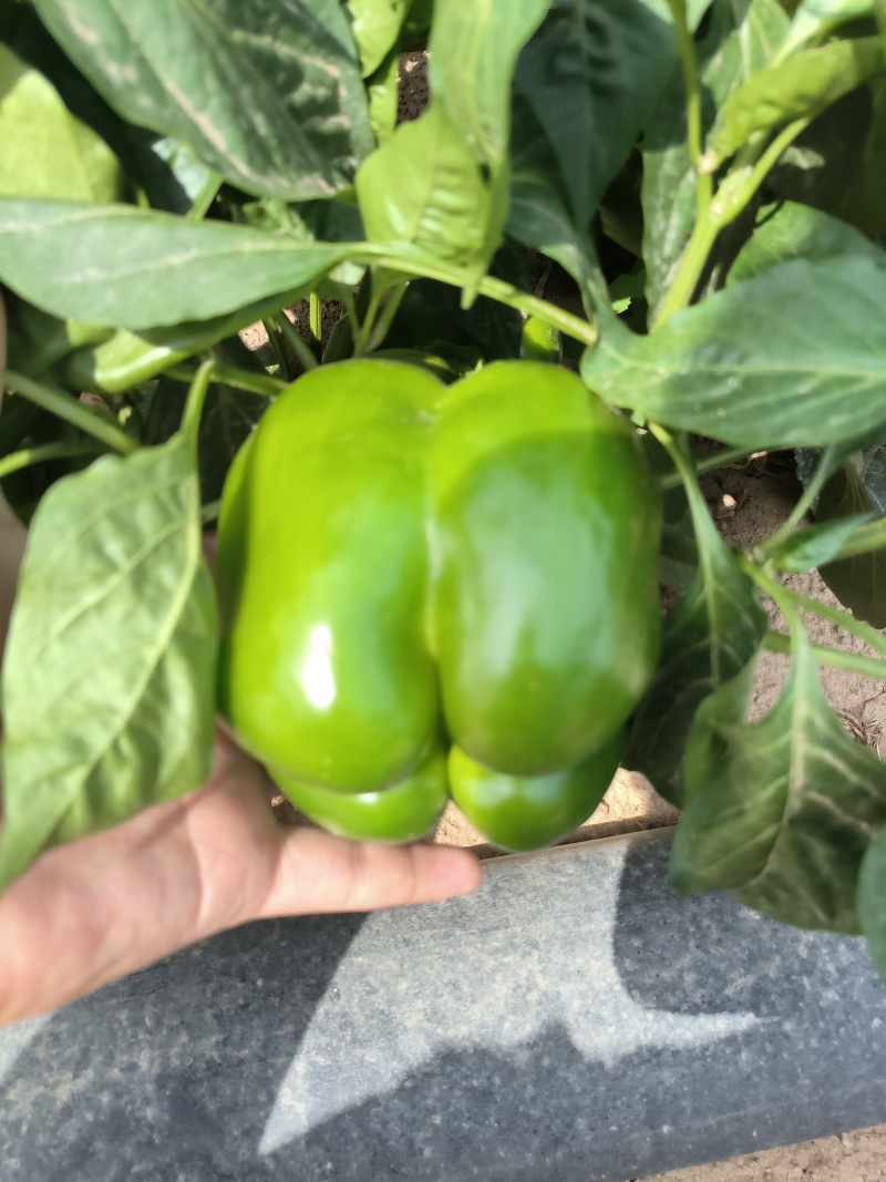 菜椒新鲜多汁可口商用