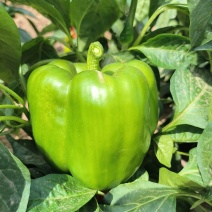 菜椒新鲜多汁可口商用