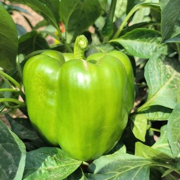 菜椒新鲜多汁可口商用