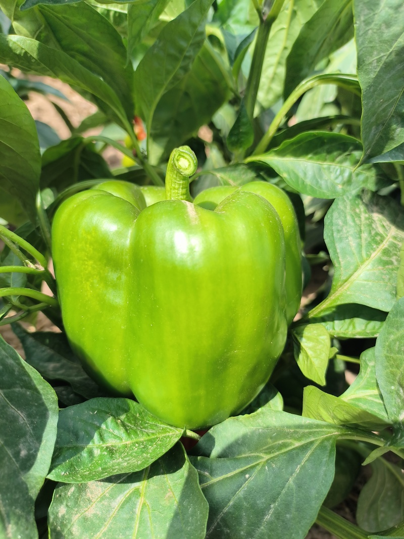 菜椒新鲜多汁可口商用