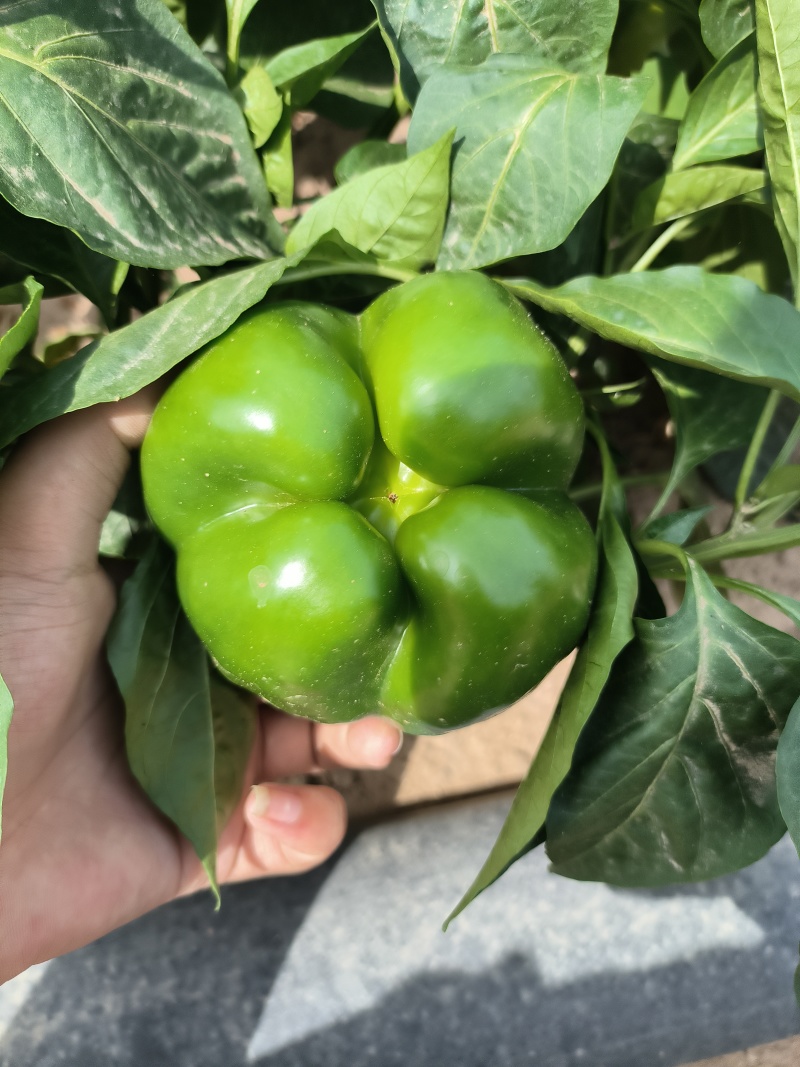 菜椒新鲜多汁可口商用