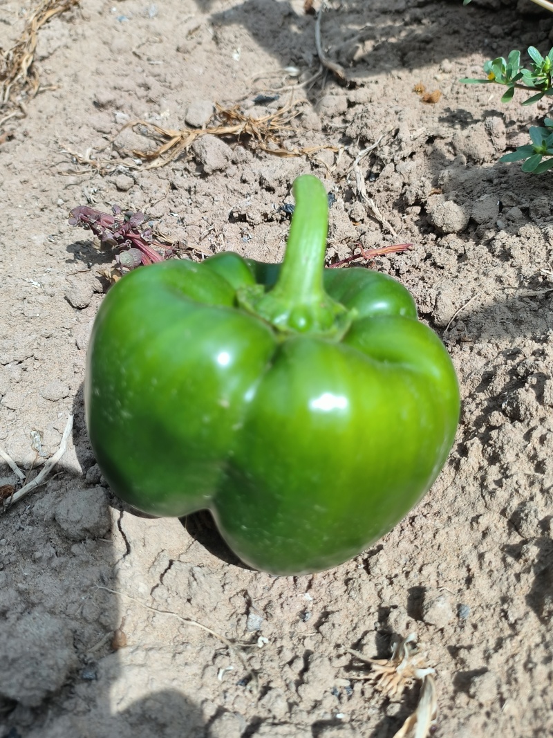 菜椒新鲜多汁可口商用