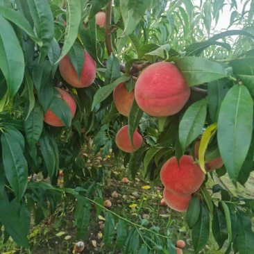 卖桃（北京17）离核桃🍑