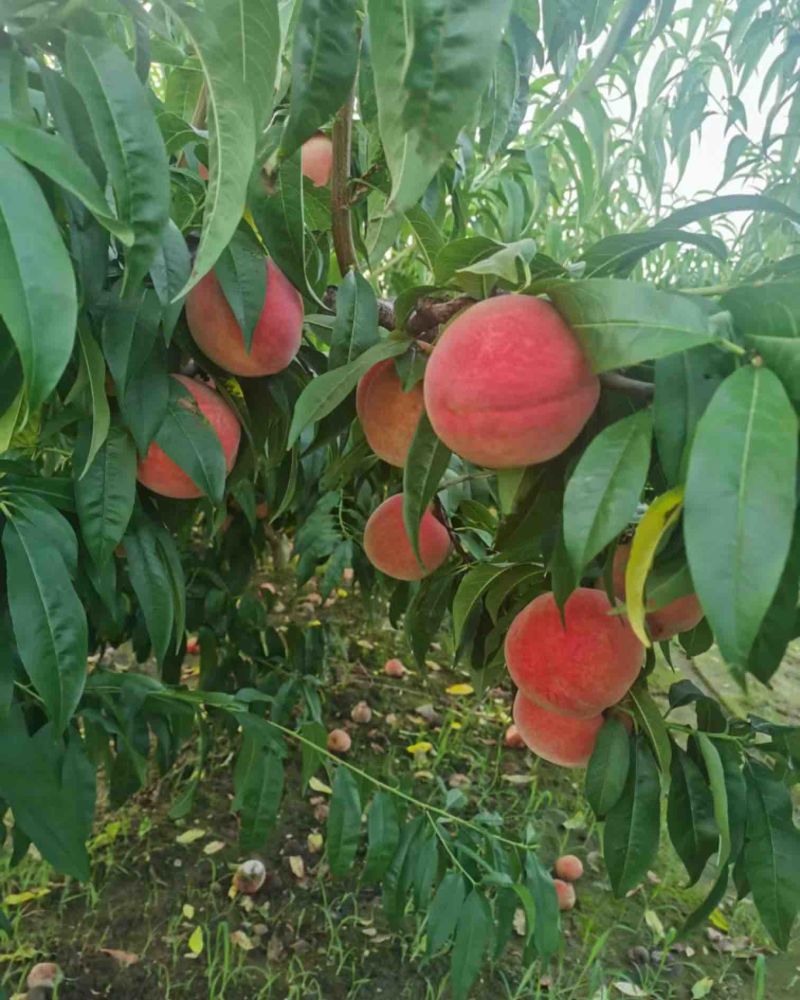 卖桃（北京17）离核桃🍑