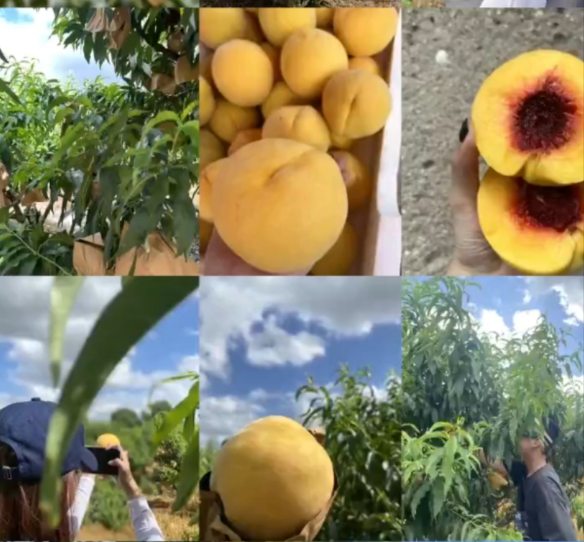 黄桃与白桃代表性品种对比图