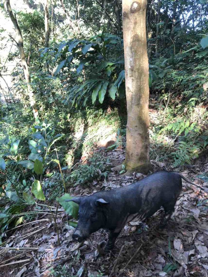 原生态绿色放养跑山猪