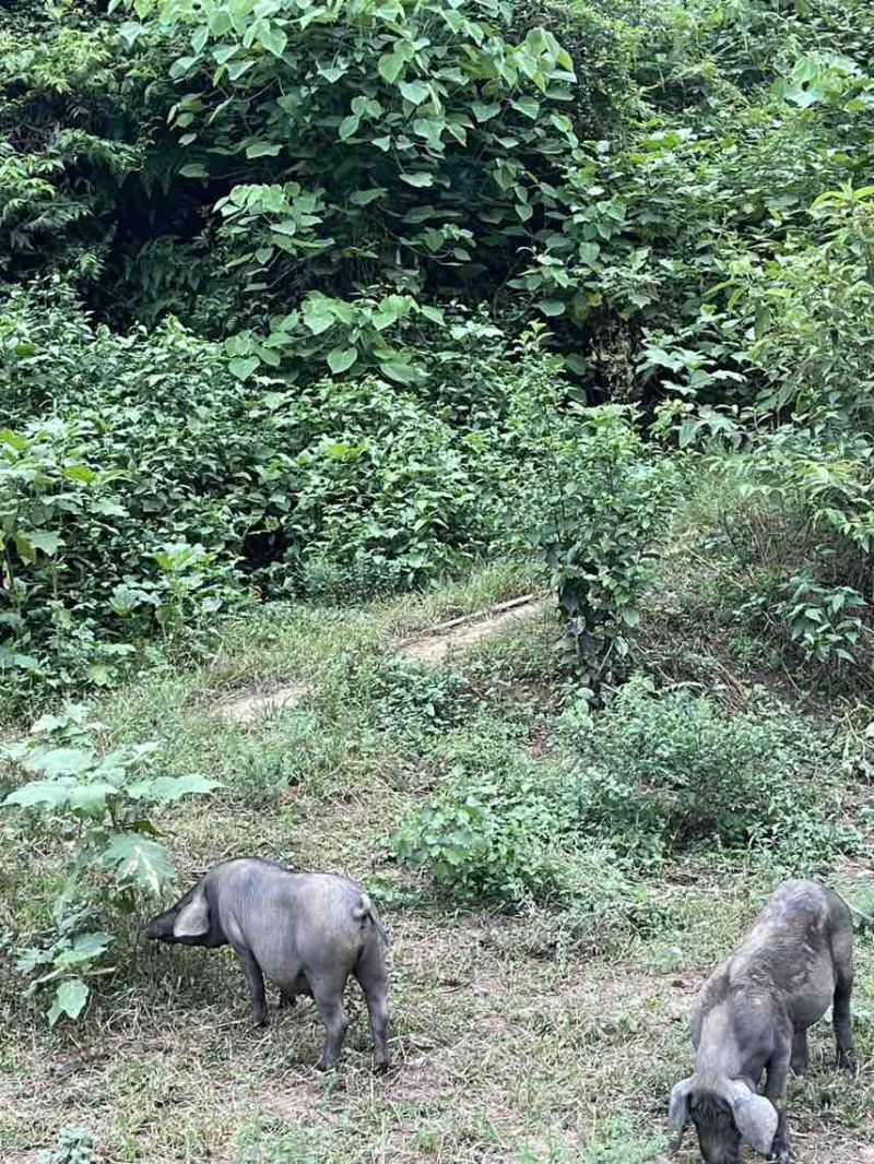 原生态绿色放养跑山猪