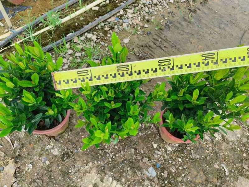 小叶龙船花7斤袋，盆苗低价出售