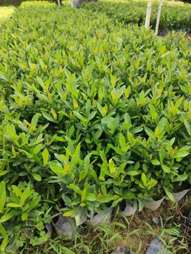 小叶龙船花7斤袋，盆苗低价出售