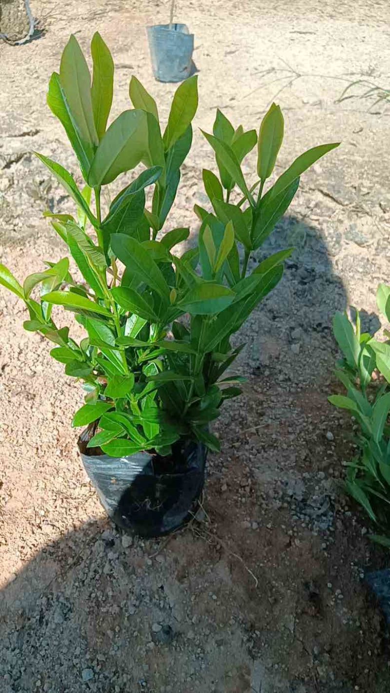 小叶龙船花7斤袋，盆苗低价出售