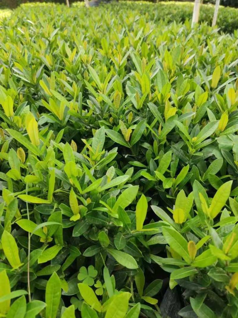 小叶龙船花7斤袋，盆苗低价出售