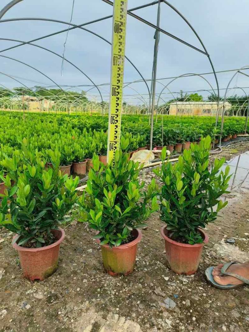 小叶龙船花7斤袋，盆苗低价出售