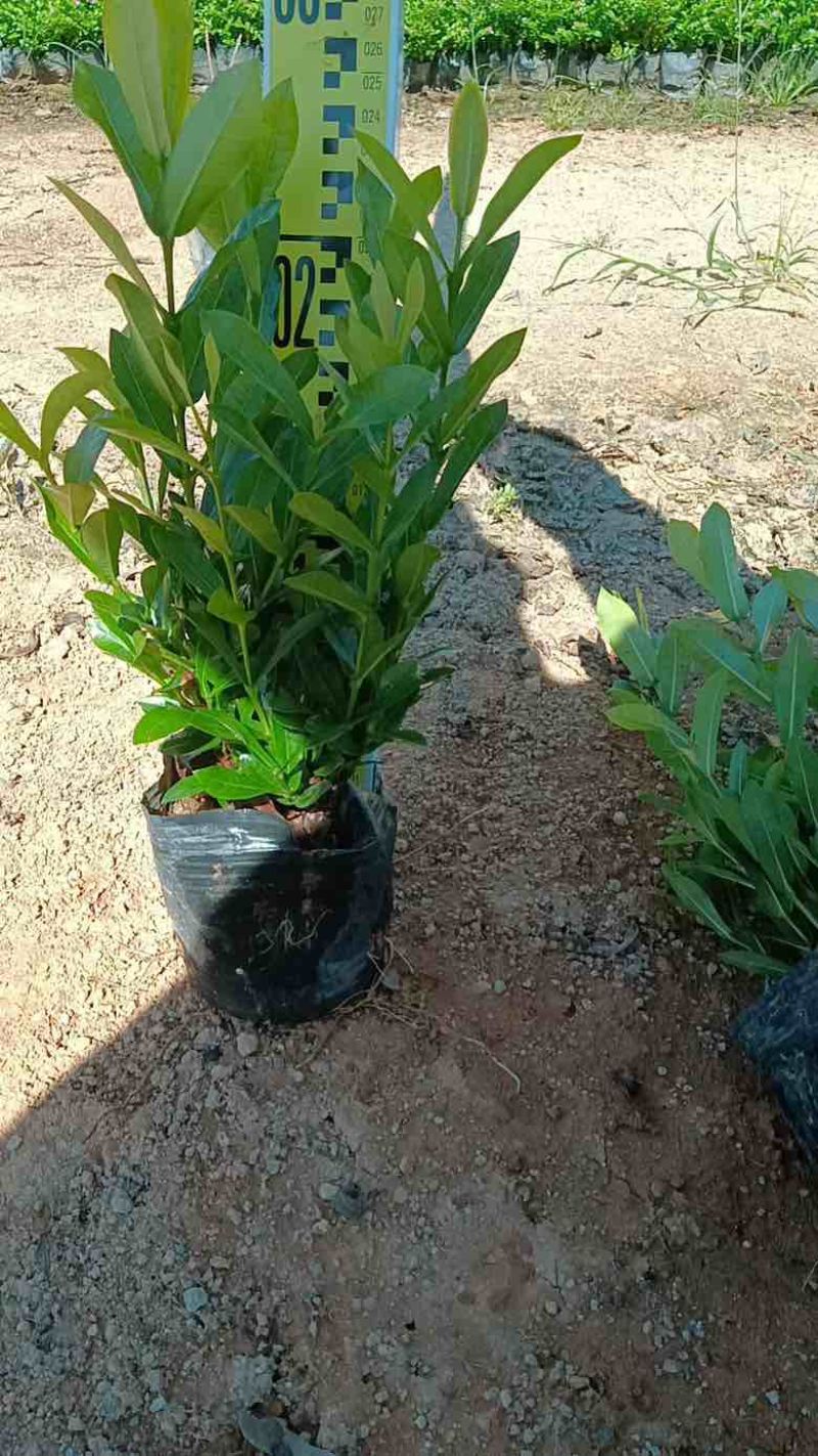 小叶龙船花7斤袋，盆苗低价出售