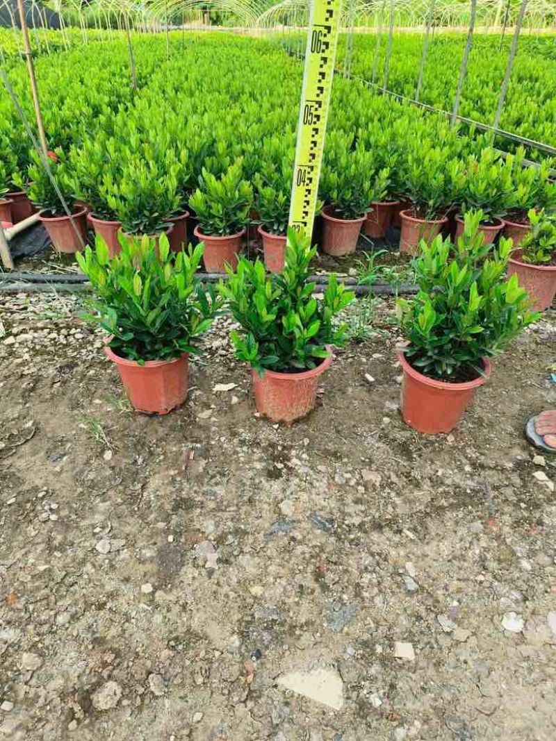 小叶龙船花7斤袋，盆苗低价出售