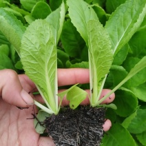 苗好无病需要联系基地直发寻找长期合作商家