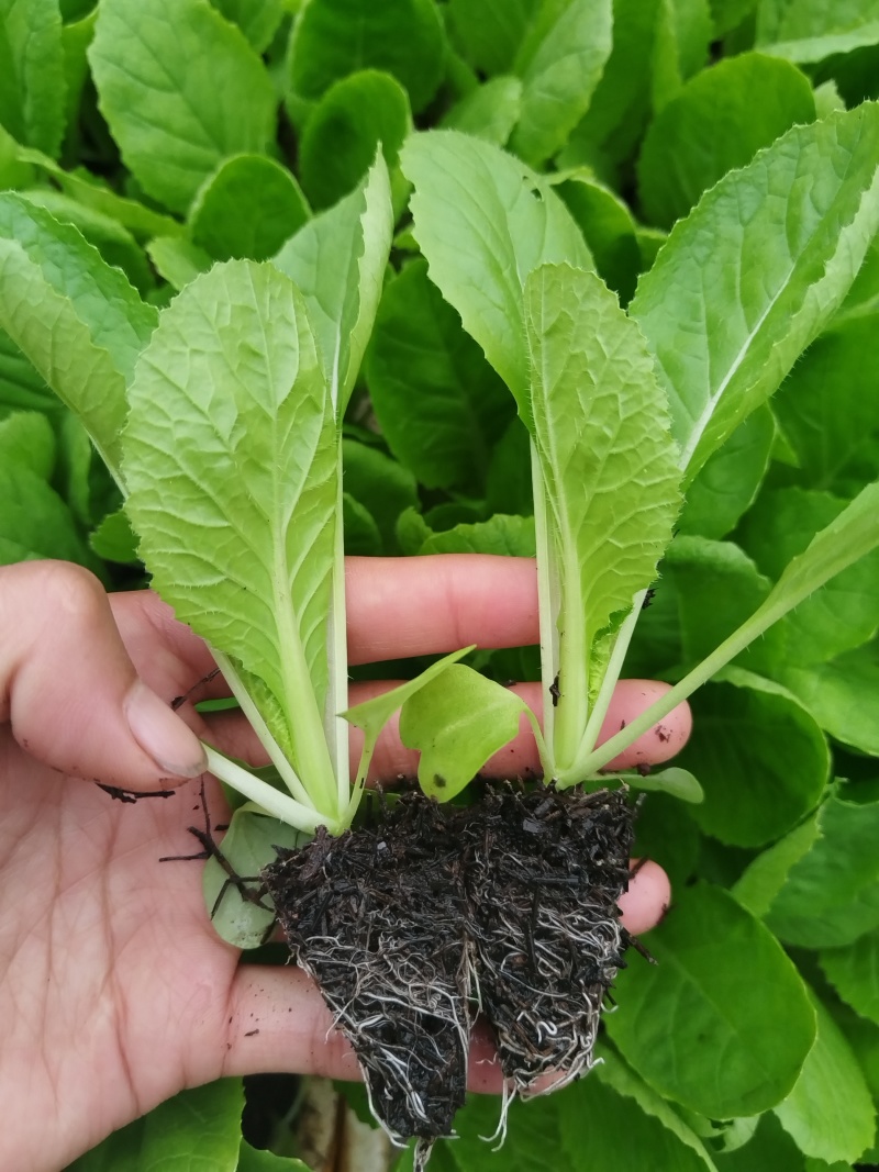 苗好无病需要联系基地直发寻找长期合作商家