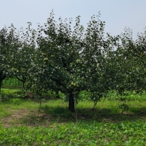 永城酥梨🍐