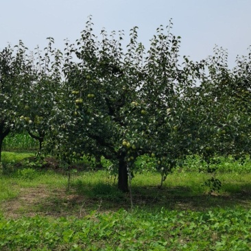 永城酥梨🍐
