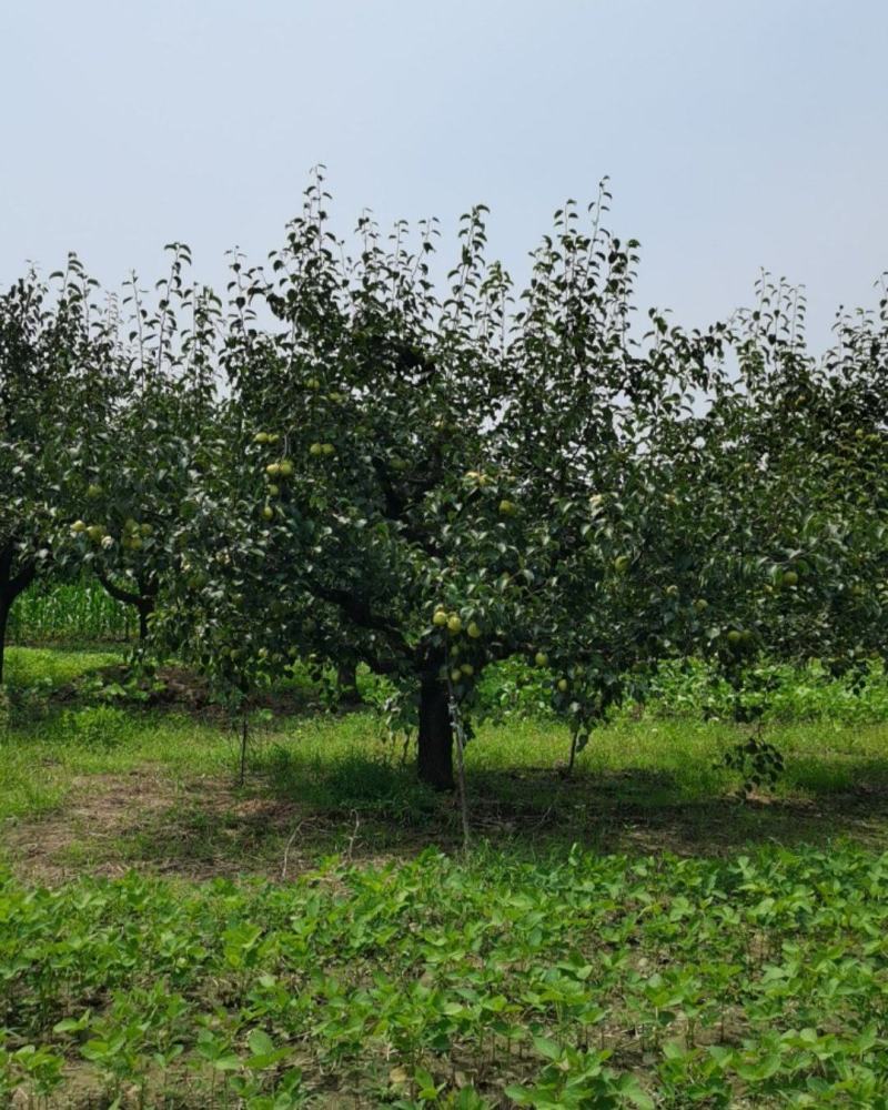 永城酥梨🍐