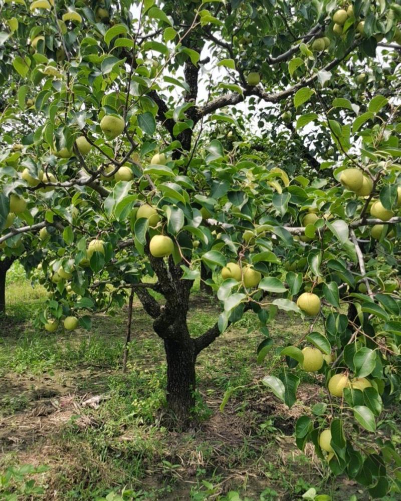 永城酥梨🍐