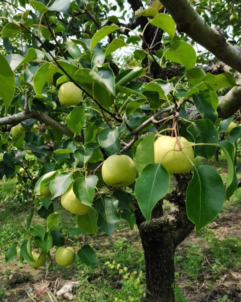 永城酥梨🍐