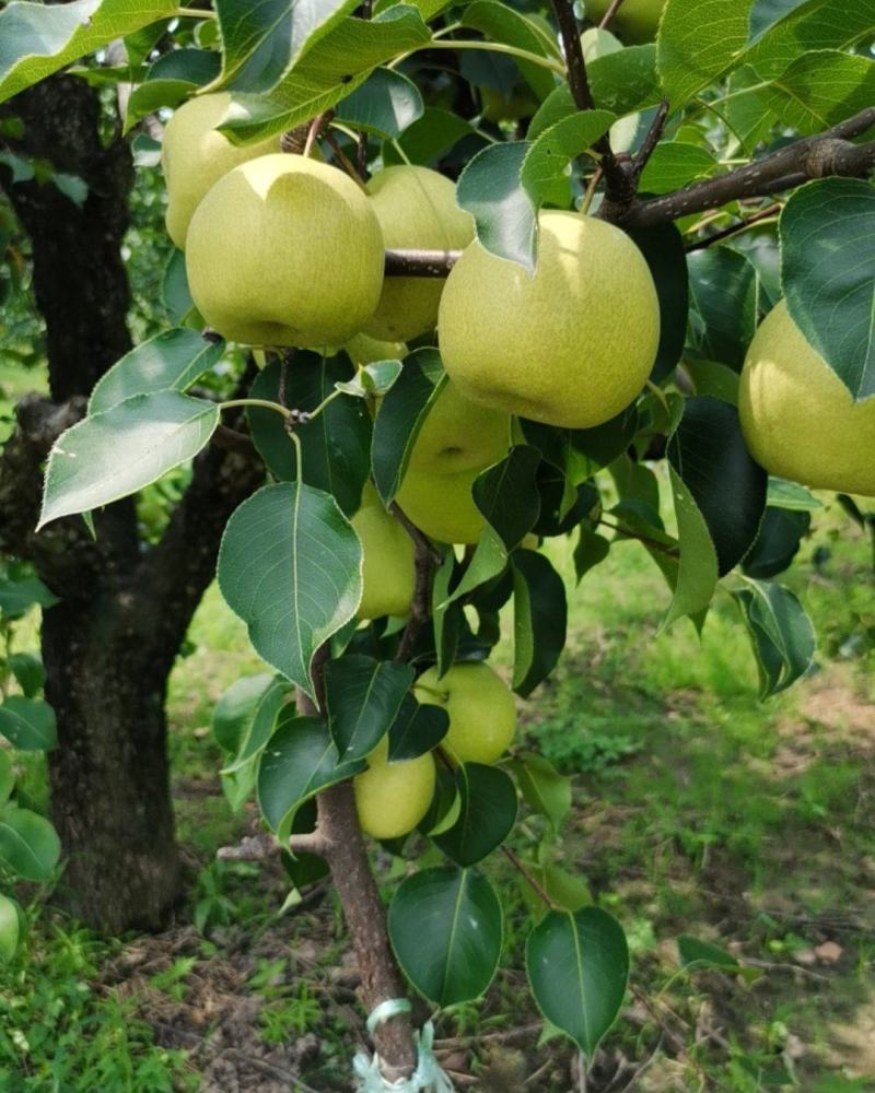 永城酥梨🍐