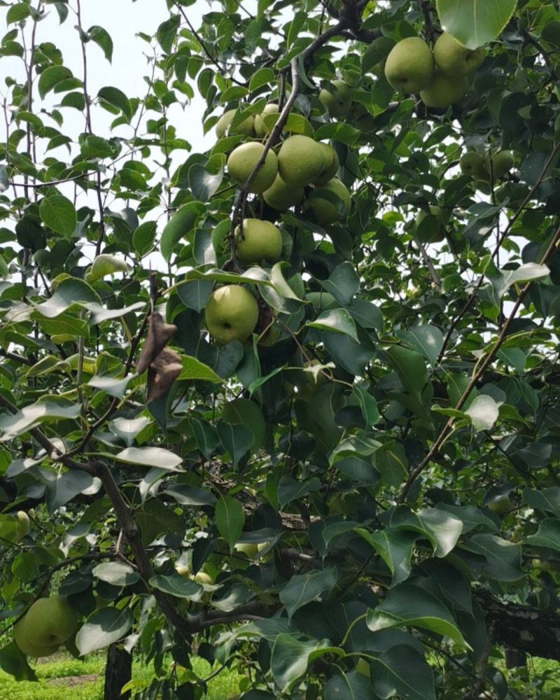 永城酥梨🍐