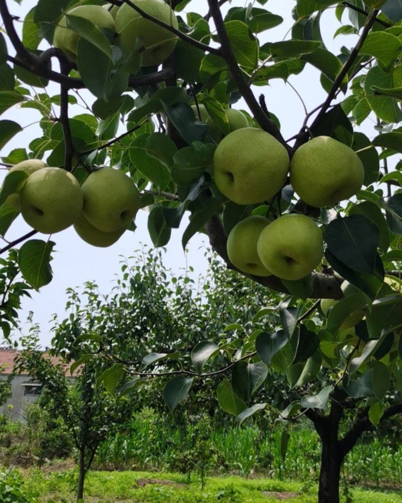 永城酥梨🍐